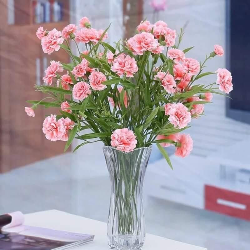 Cây giống hoa phăng nhiều màu(2 cây)