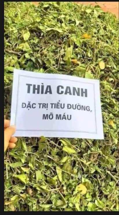 Dây thìa canh 1kg,trà thìa canh, cho người tiểu đường, mỡ máu, hàng sấy lạnh xanh đẹp