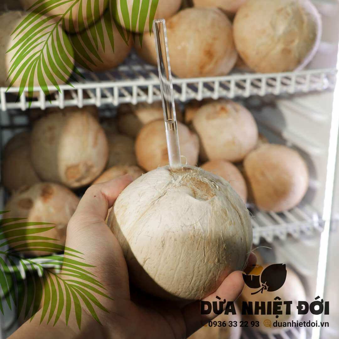 DỪA XIÊM GỌT TRỌC SIZE LỚN (400-500G) | DỪA XIÊM BẾN TRE