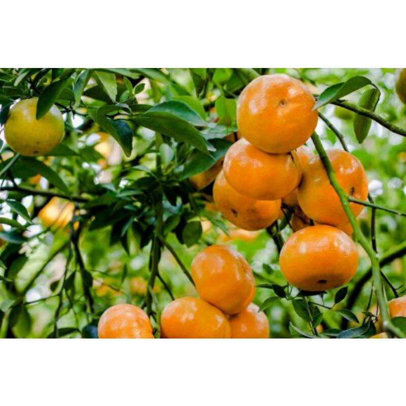Quýt hồng Lai Vung (cây giống chiết cành)