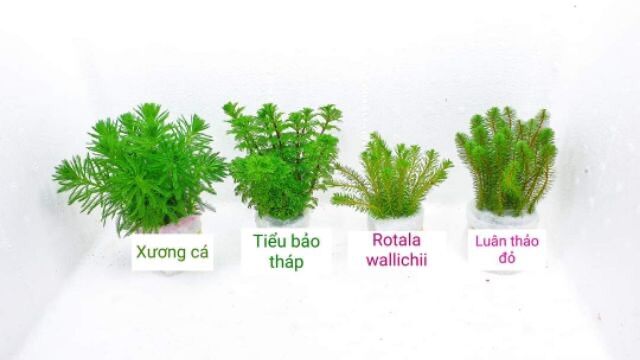 cây thuỷ sinh cắt cắm lá cạn không cần co2