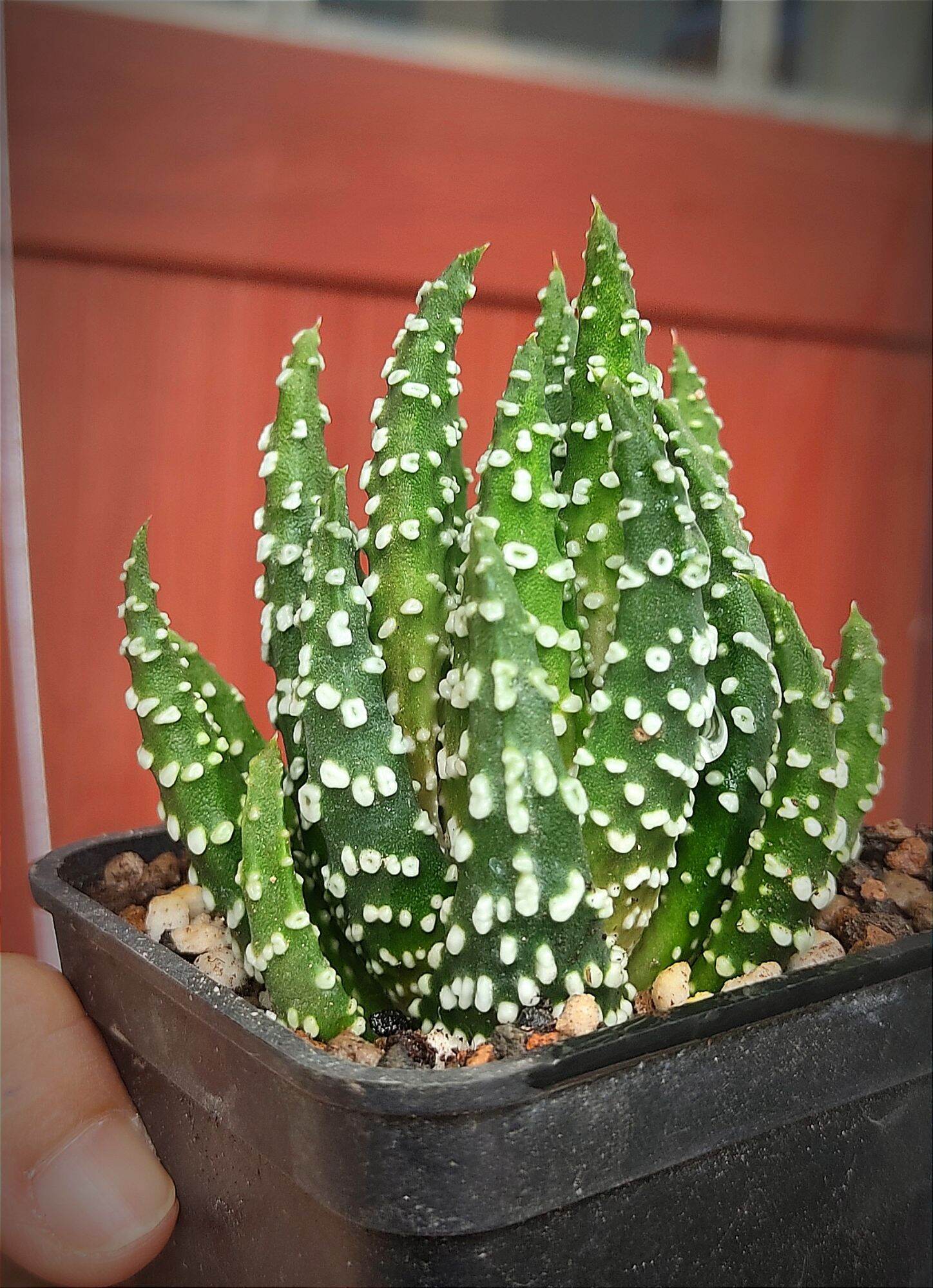 Cây xương rồng móng rồng Haworthia đốm tròn - Haworthia Pumila Donuts