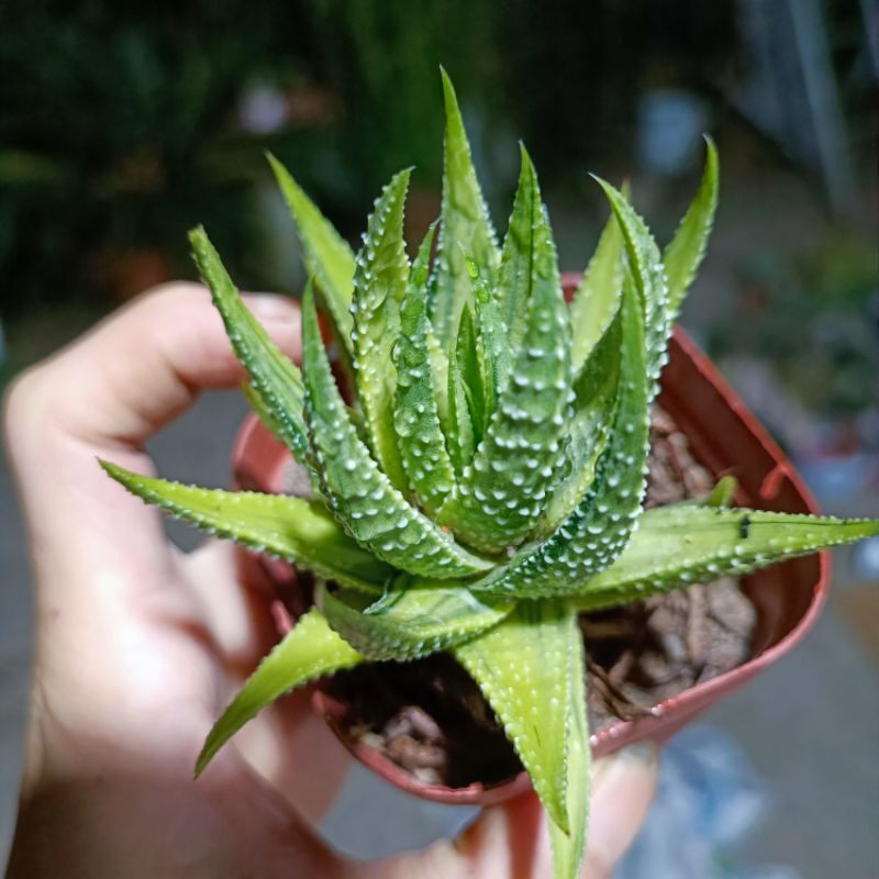 Sale 55%- Sen Đá Haworthia món.g rồng var