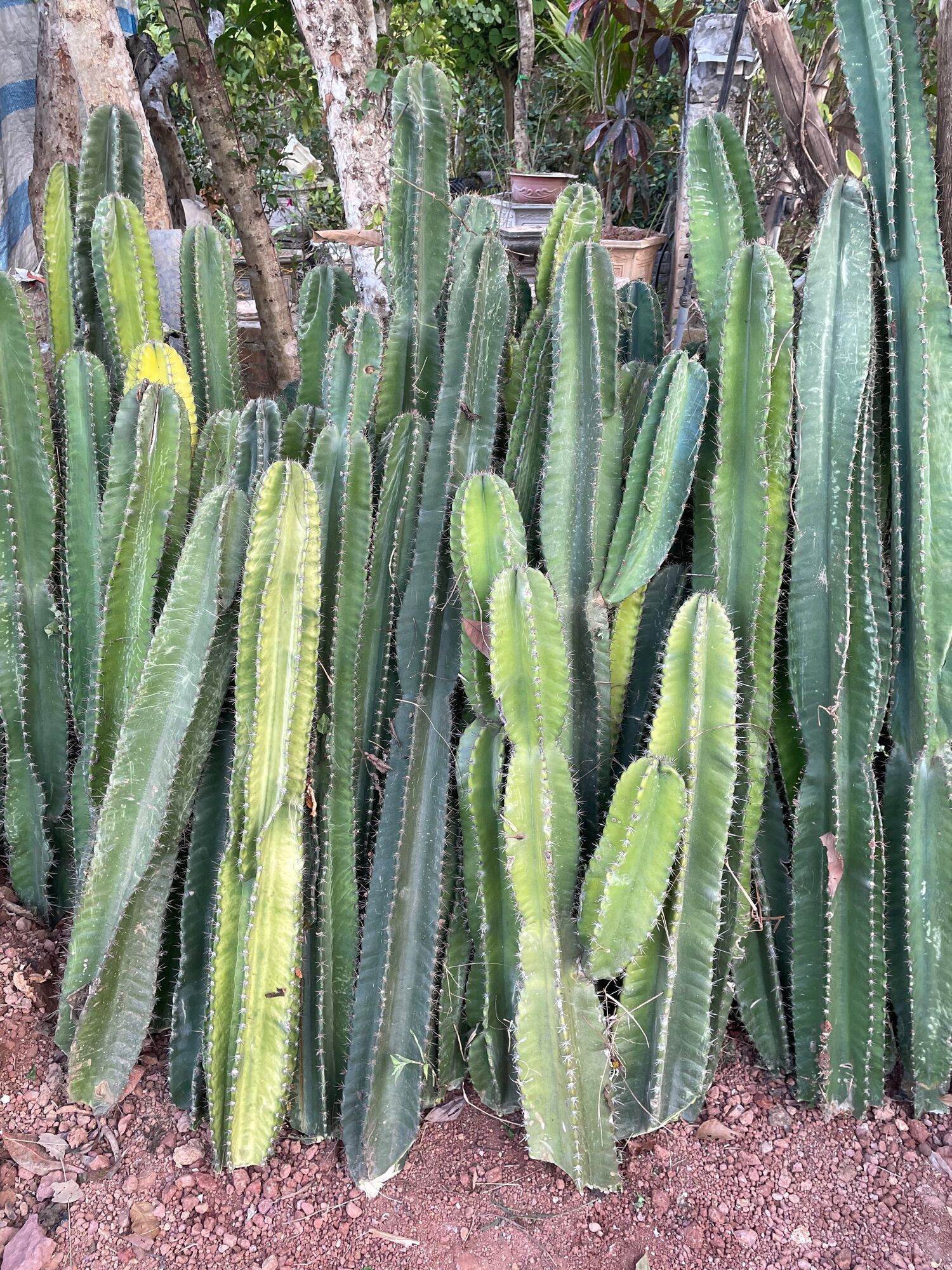 xương rồng trụ pila catus