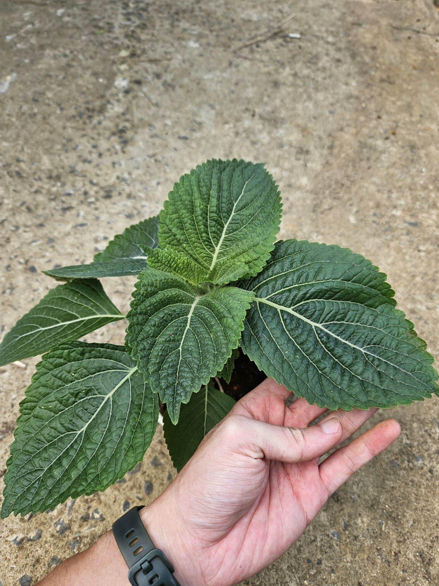 Cây lá mè Hàn Quốc - rau thơm mè Hàn Quốc