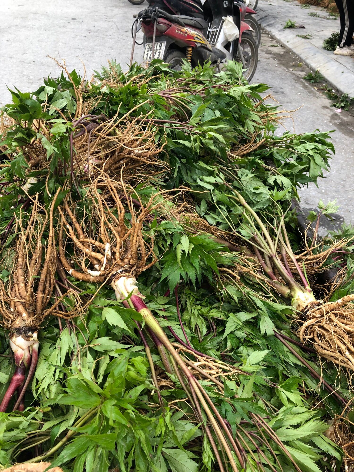 Sâm đương quy tươi Ship từ 2kg 150k