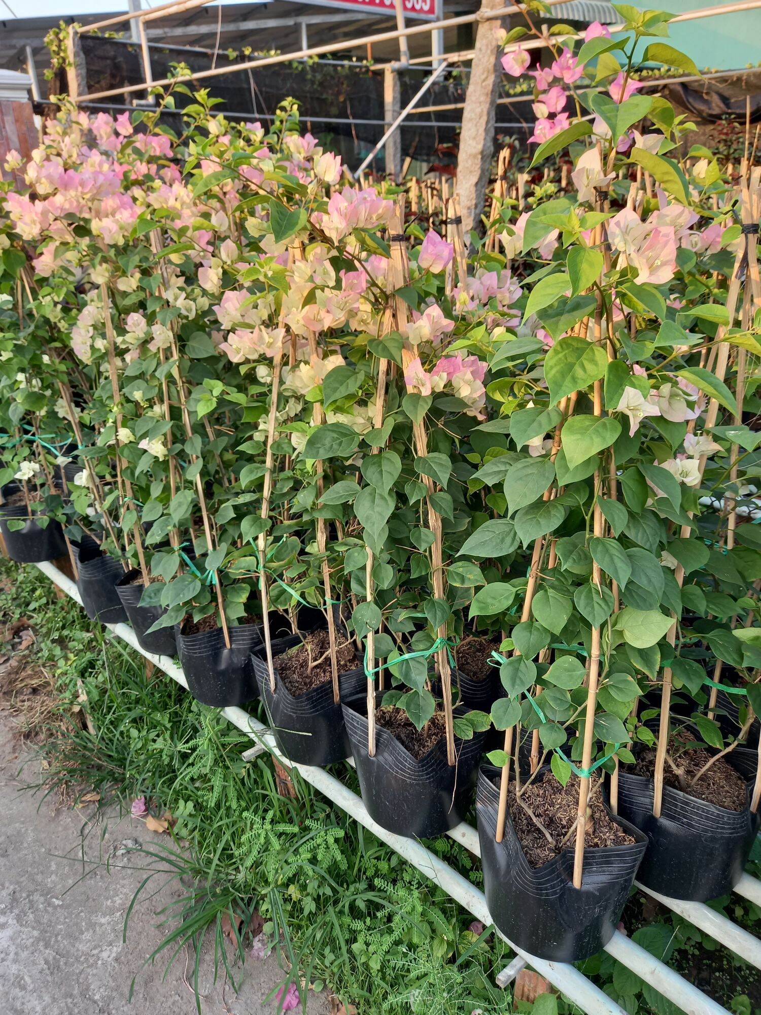 cây giấy thái phớt hồng siêu hoa