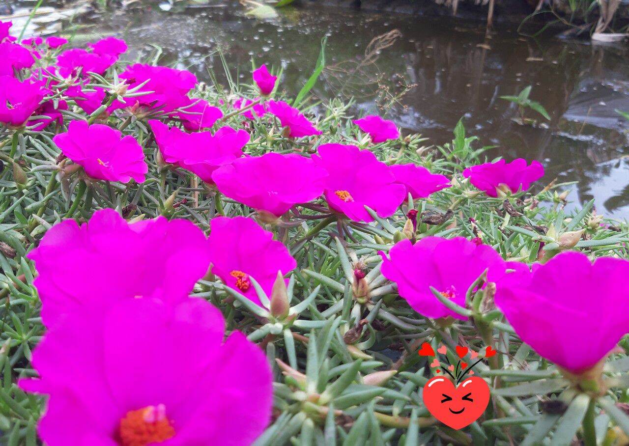 50 cành hoa mười giờ cành mỹ đơn 10cm