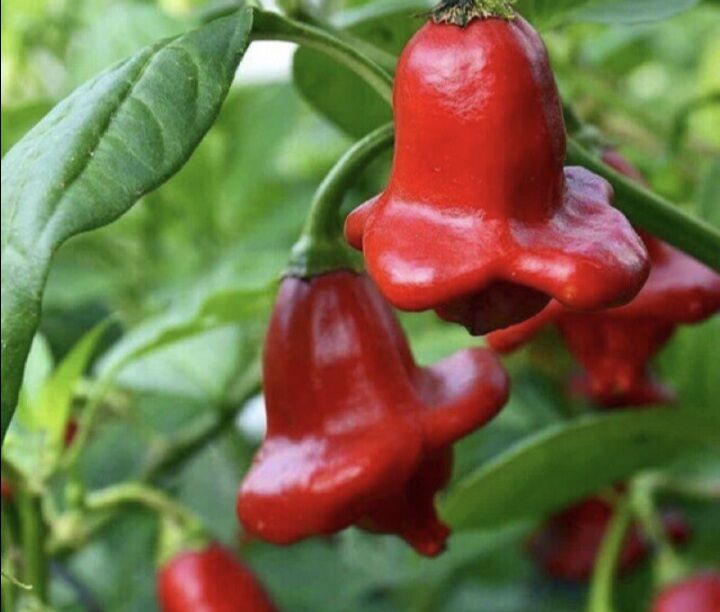 HẠT ỚT HOA HỒNG gói 40 hạt