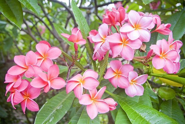 Cây hoa đại sứ hoa đại hoa thơm dễ chịu