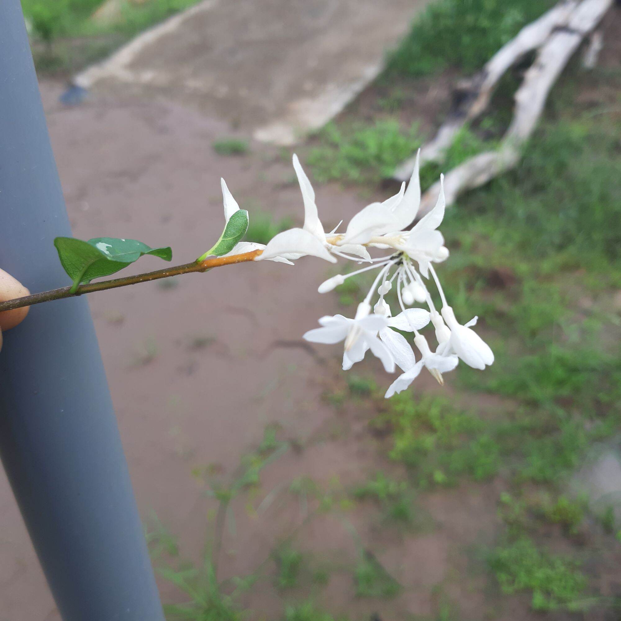 mai chiếu thủy lá tuyết