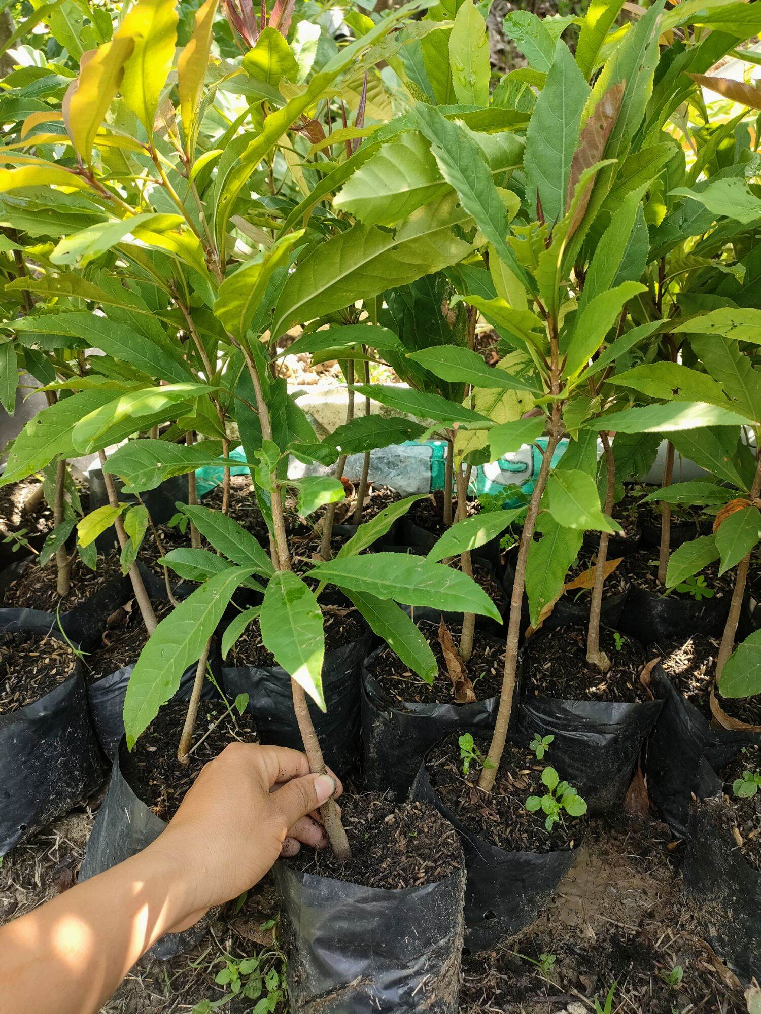 cây lộc vừng hoa đỏ ( cao 50 - 80cm )