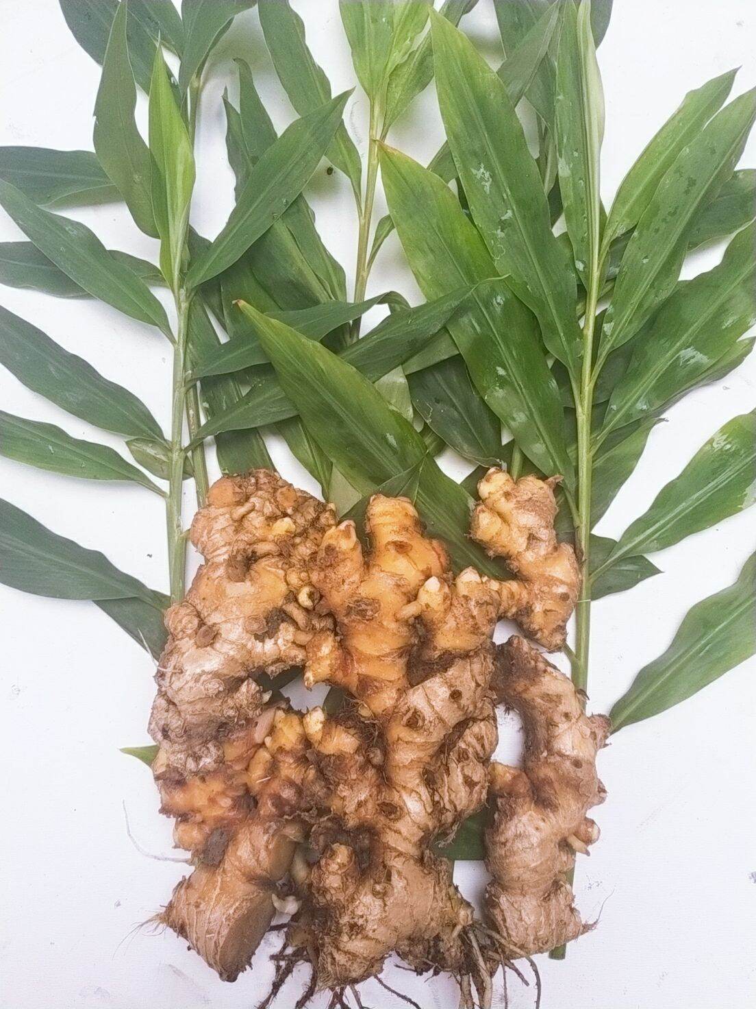 củ gừng gió tươi 1kg