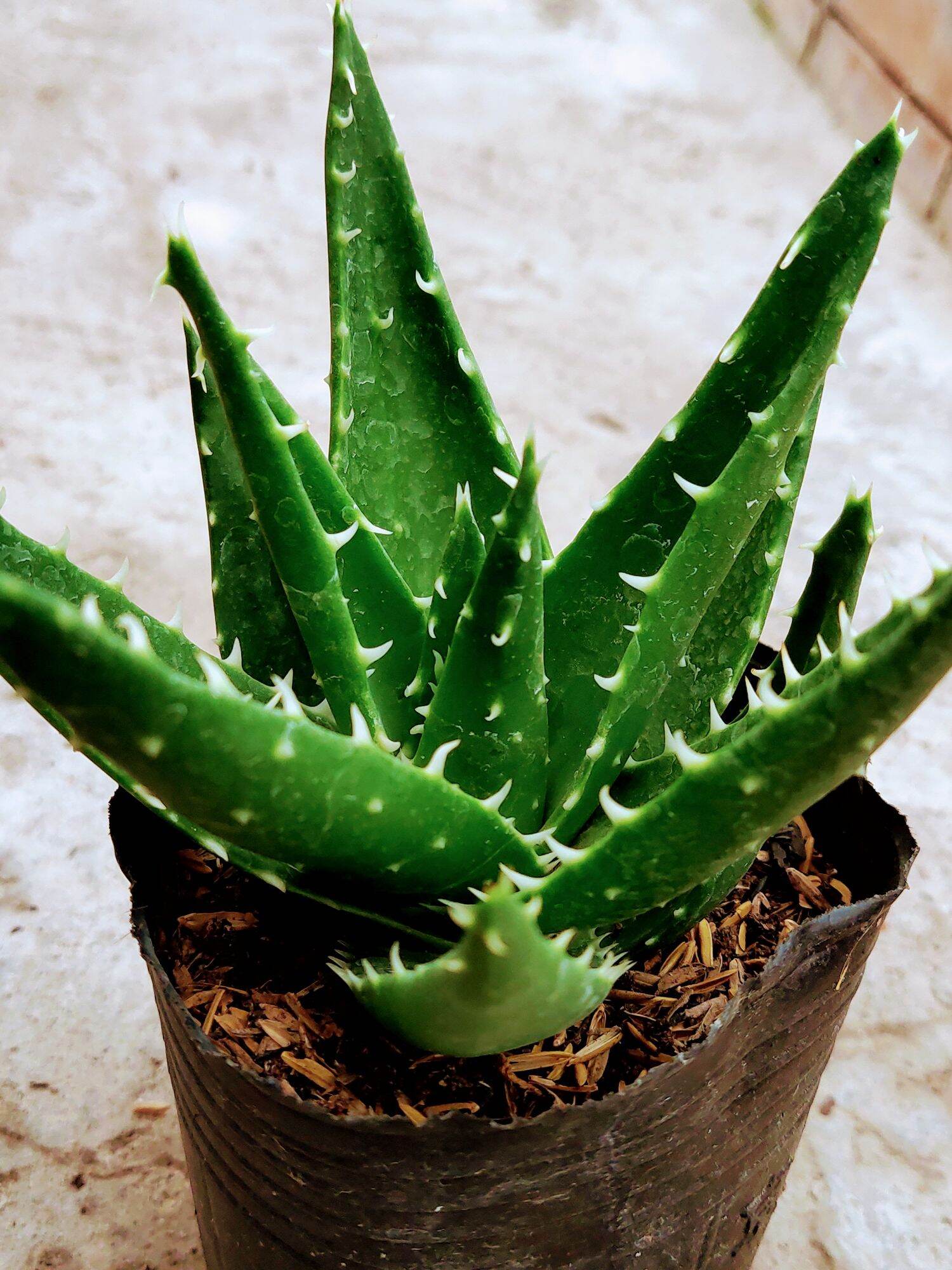 Cây aloe cá mập