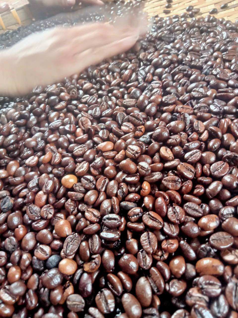 Combo 5kg cà phê Culi robusta