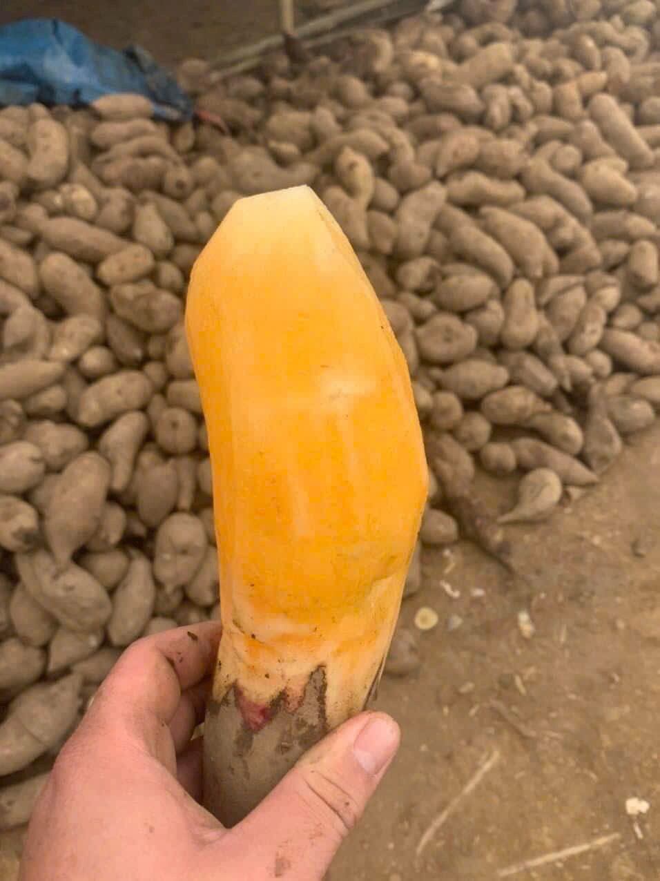 3kg khoai sâm đất ngọt giòn mộng nước