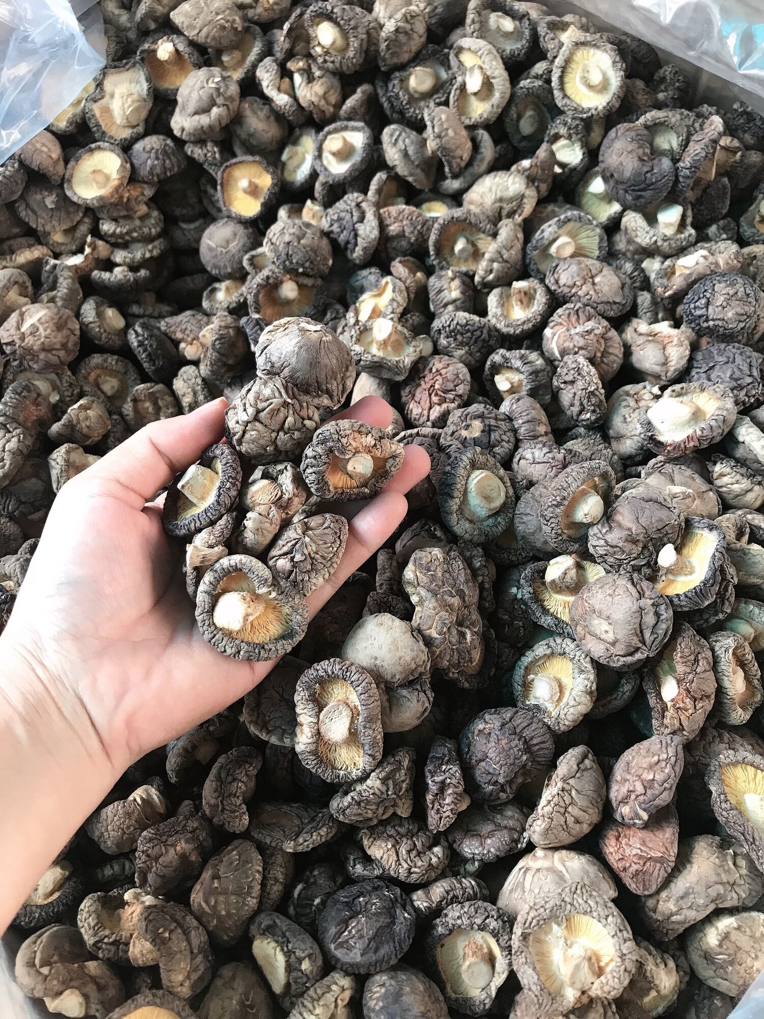 Nấm Đông Cô đẹp