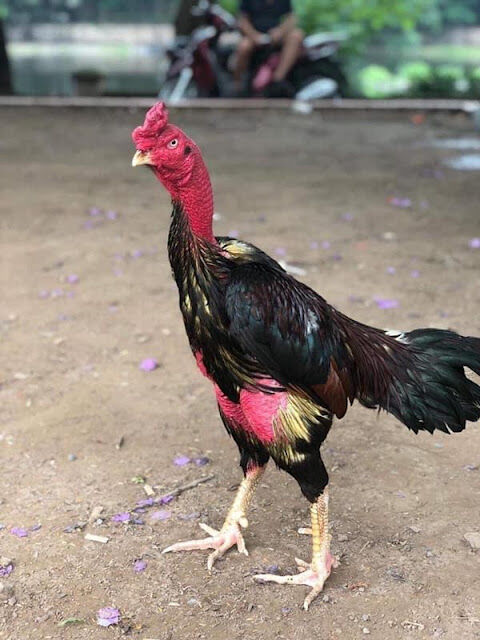 10 trứng gà đòn ấp nở