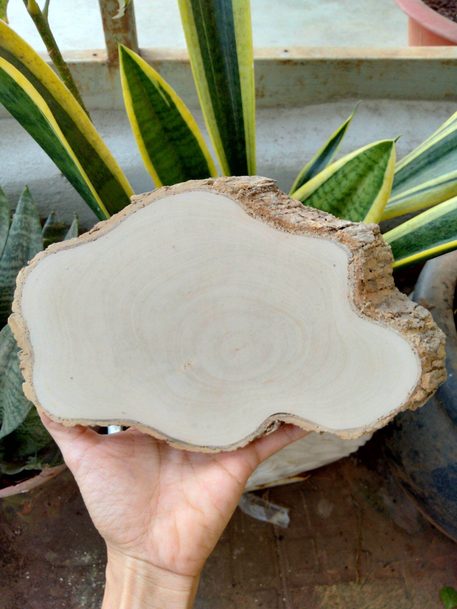 Lát gỗ trơn Decor trang trí 13-14cm