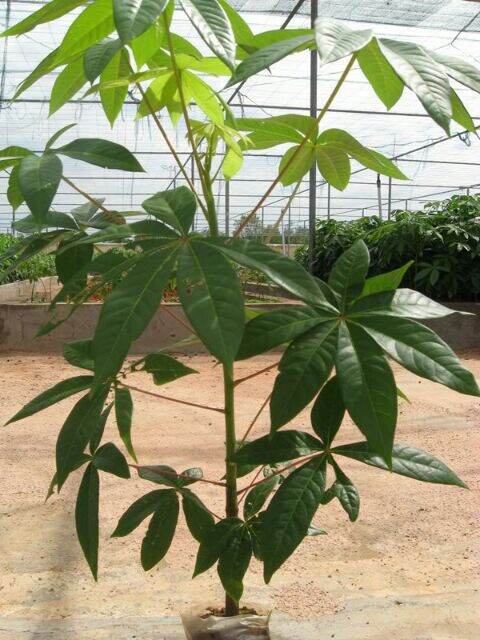 cây mủ chôm cao 50cm.