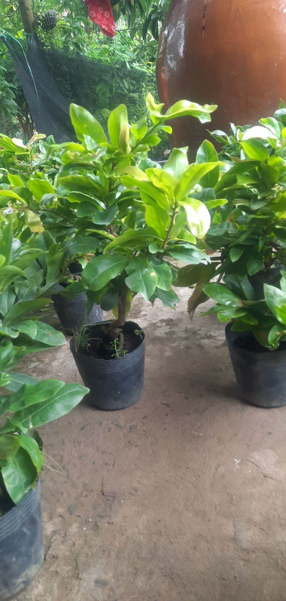 2cây mai dảo thủ đức hoa nở 8_12canh cao "30_40cm"