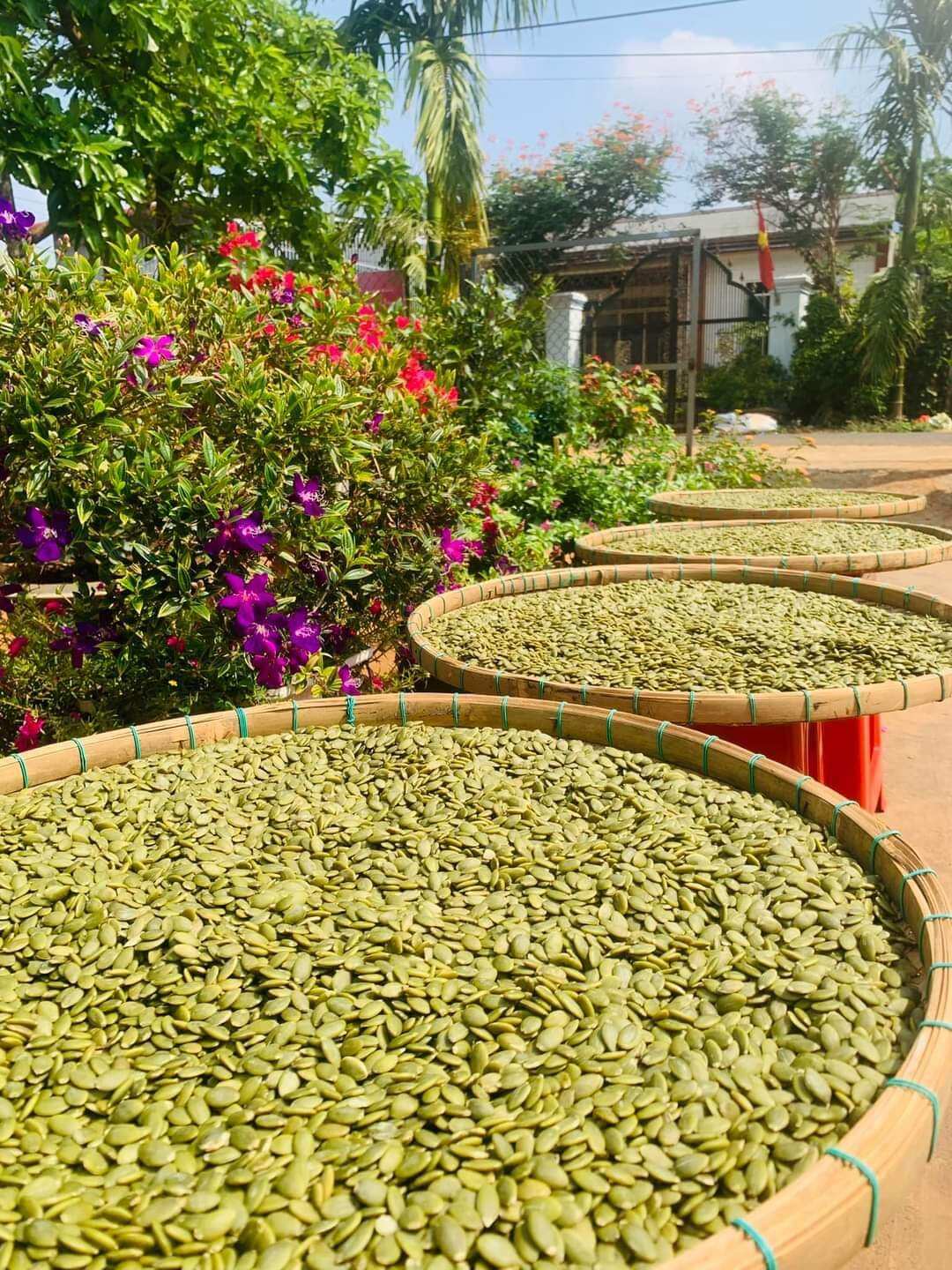 Hạt bí xanh Ấn Độ đã sấy hạt đã bóc vỏ lụa hàng nhập khẩu