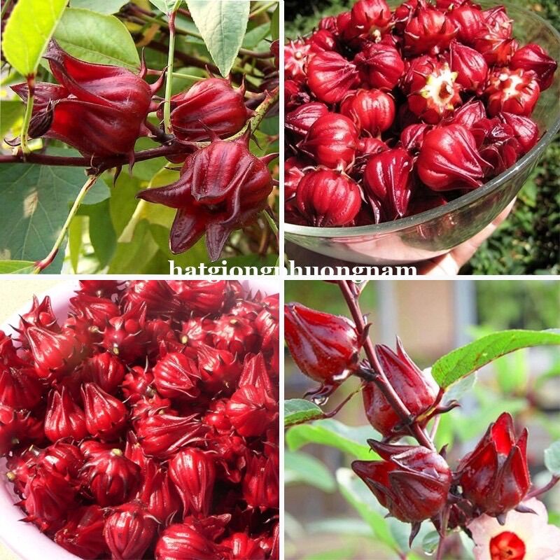 Hạt giống hoa atiso