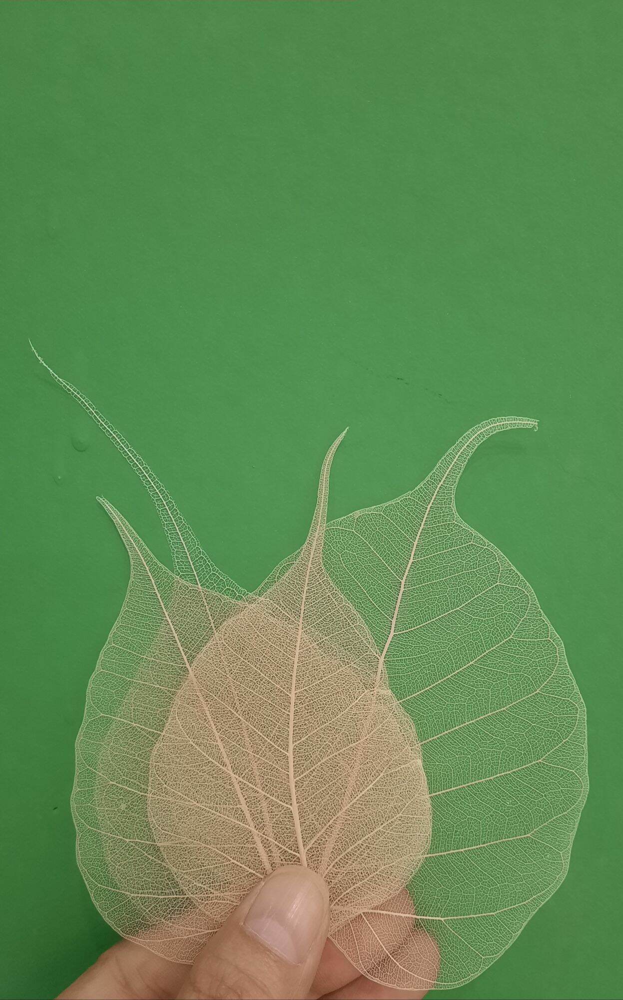 XƯƠNG LÁ BỒ ĐỀ SIZE NHỎ