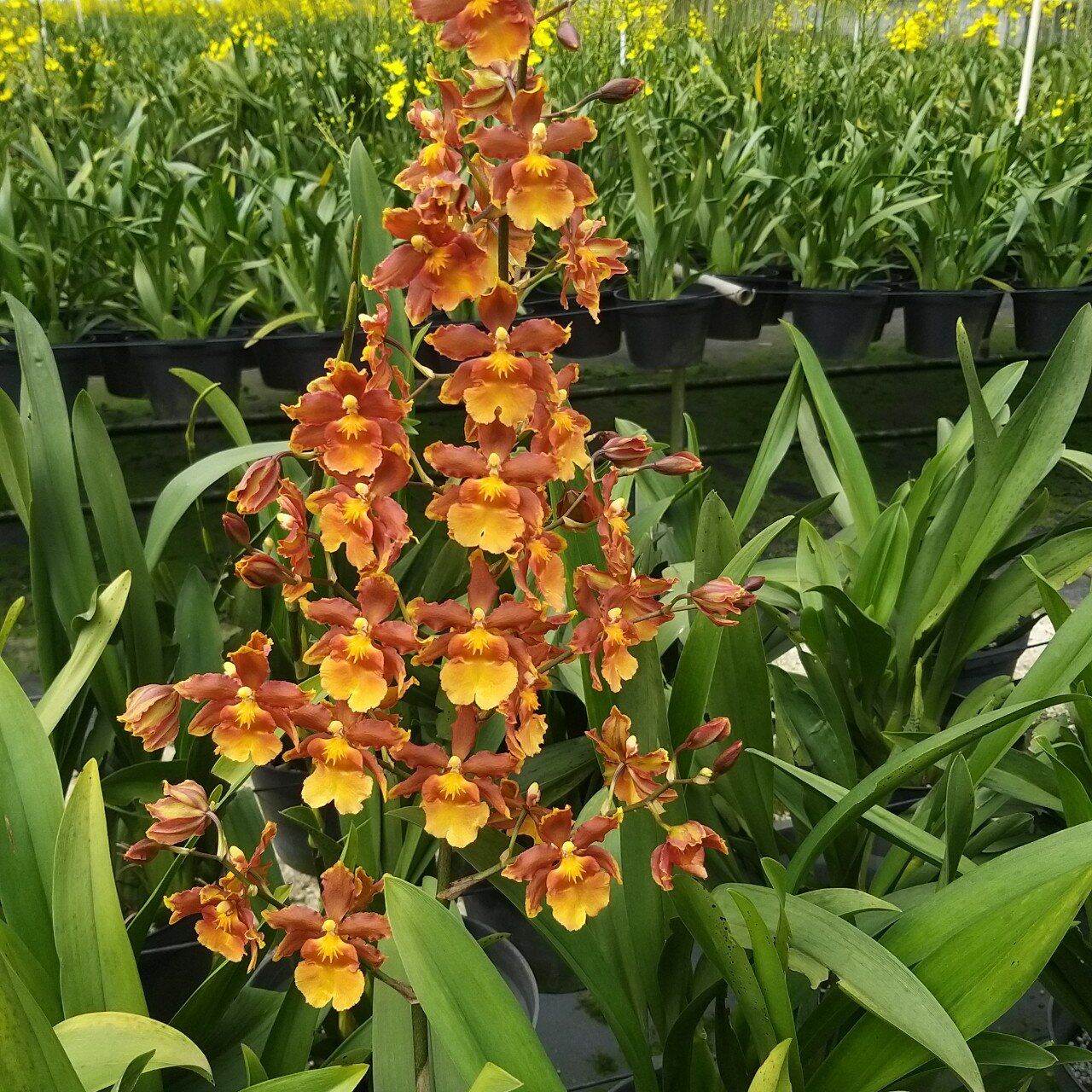 hoa lan: vũ nữ MÈO CAM, chậu trưởng thành chưa nụ. ( Mèo Cam rất siêng hoa, bền hoa, hoa rất thơn, cho hoa quanh năm)