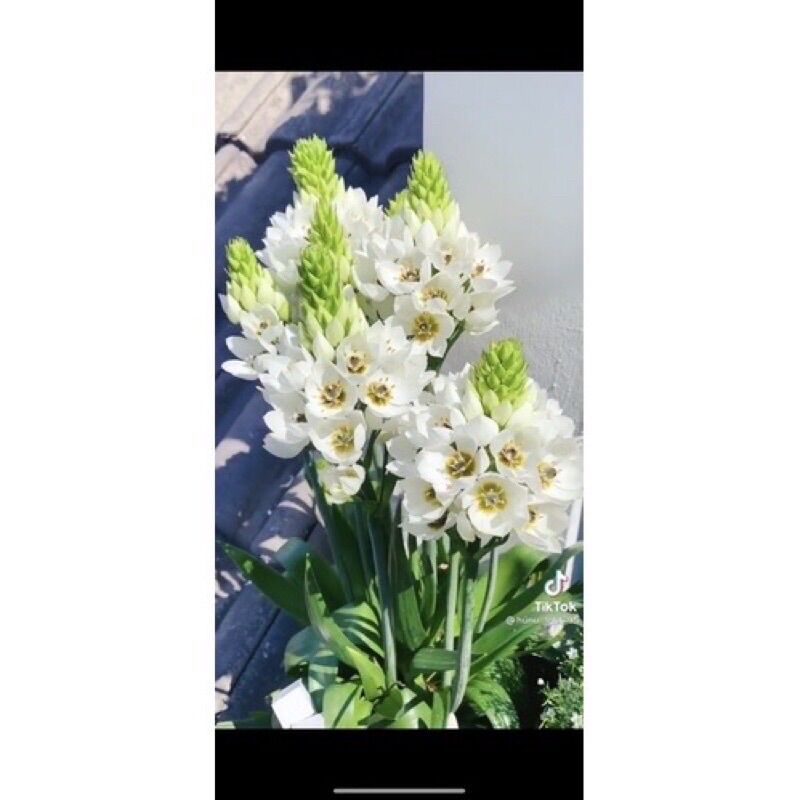 Củ hoa thiên nga mắt Ngọc(5 củ)