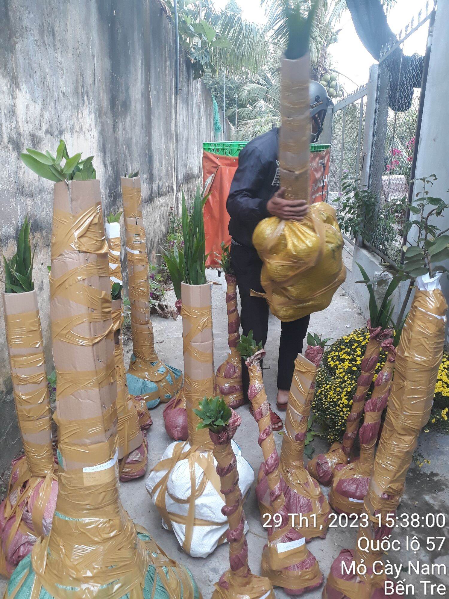Dừa 2 mọng bon sai