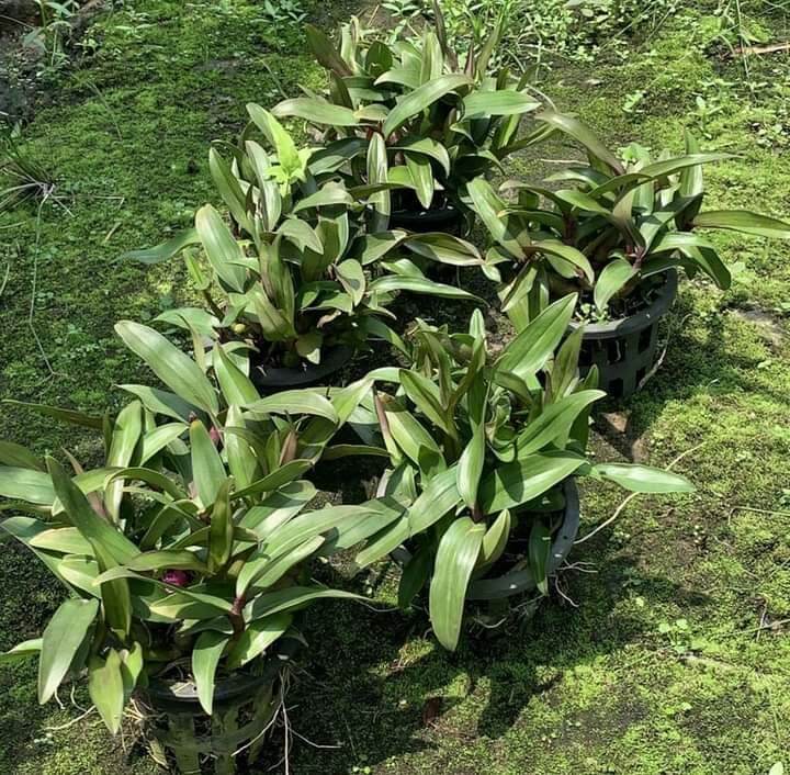 Hoa lan Hibiki hoa tết