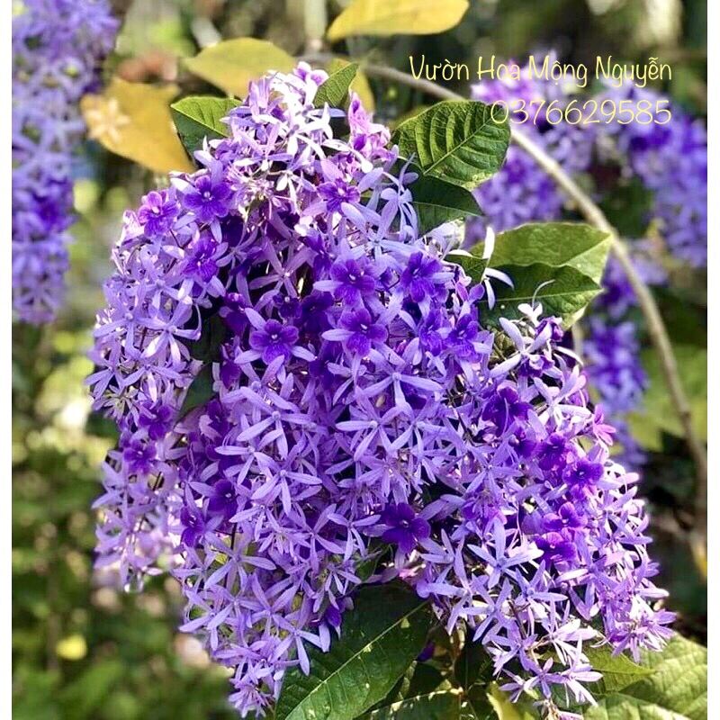 Cây mai xanh Thái bông tím (hoa chùm) - cao 70-90cm