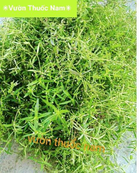 500 gam cây Bạch Hoa xà thiệt thảo , cây lữ đồng tươi