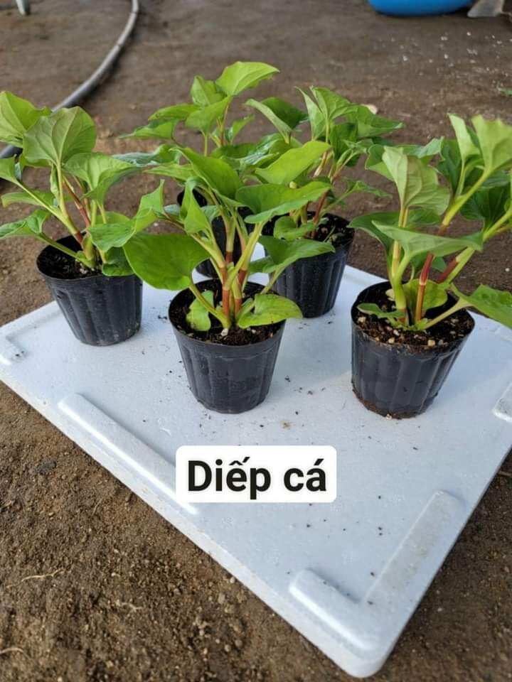 Cây giống rau diếp cá
