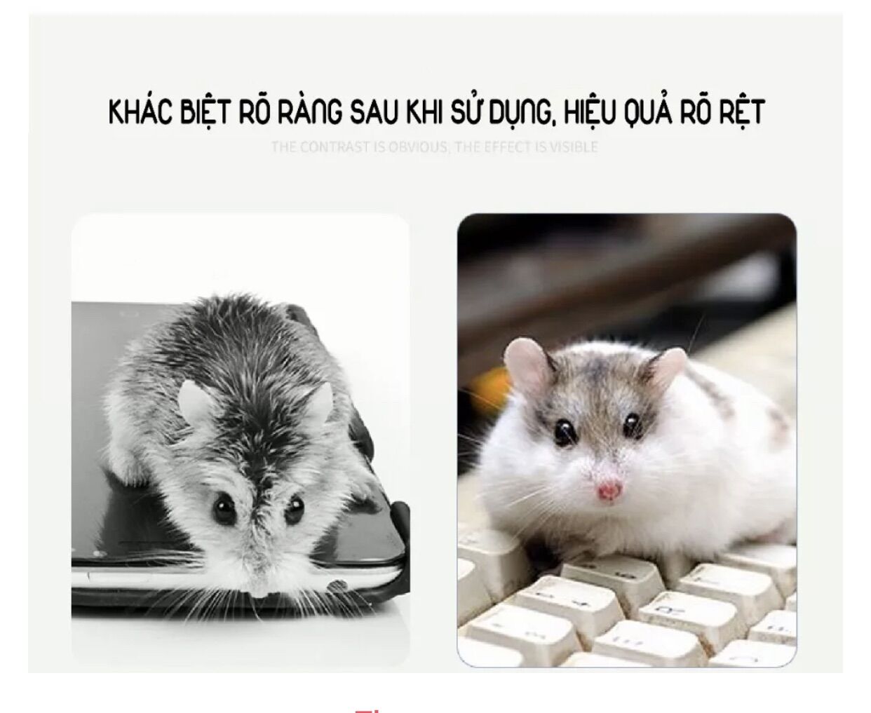 Phấn tắm khô JONSANTY cho Hamster/Sóc/Thỏ/Bọ ú