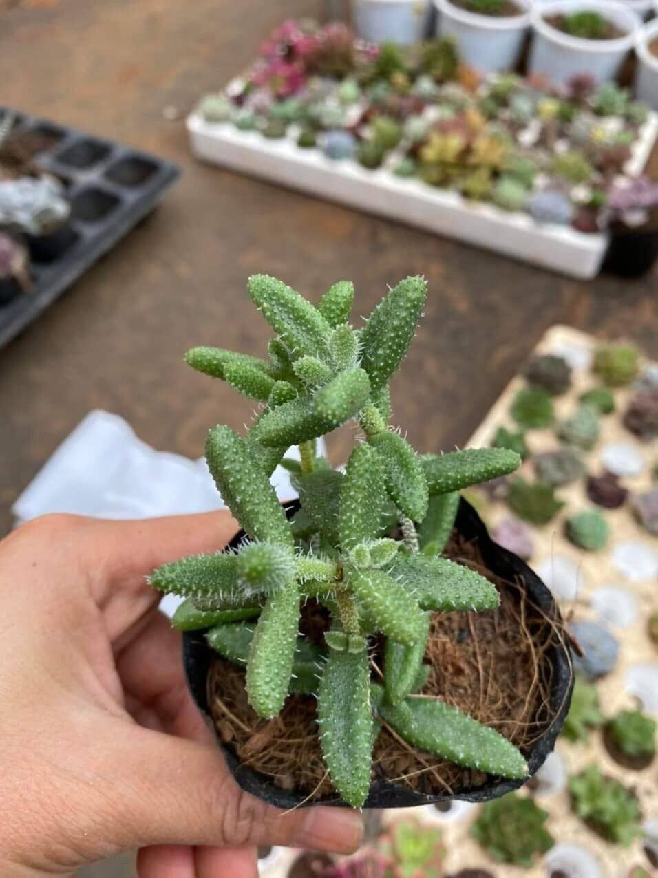 Sen đá Mặt nạ size bầu 3-5 cm