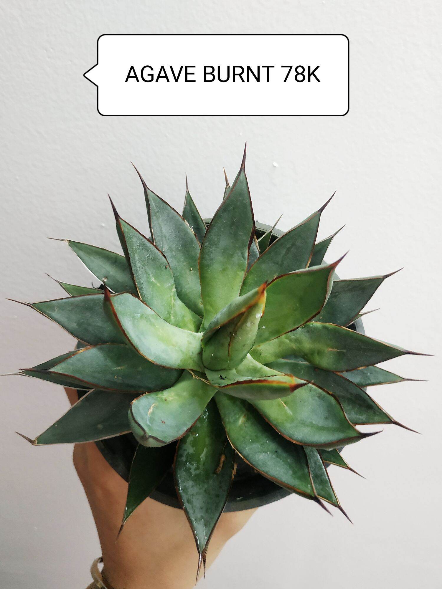 Xương rồng agave burnt