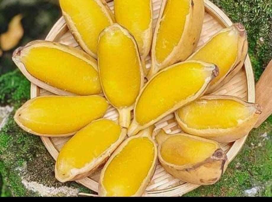Cây giống chuối sáp NGHỆ (siêu SỚM)