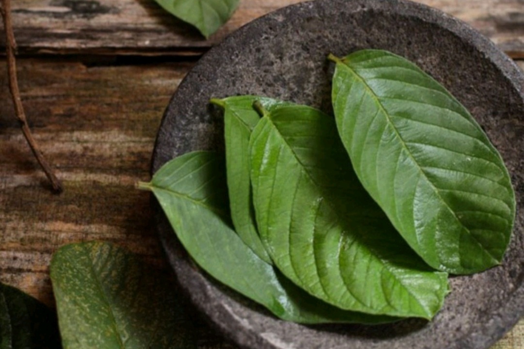 Trà Lá Ổi Nguyên Chất 1 Ký