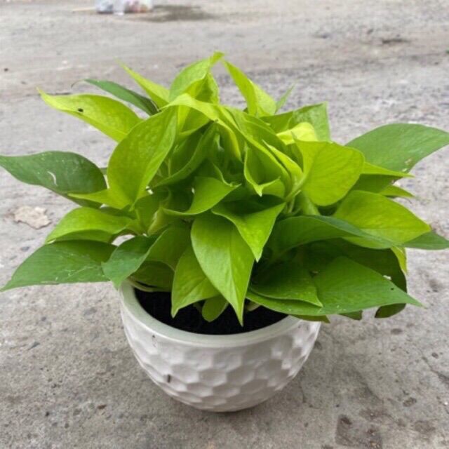 Trầu bà thái vàng / neon pothos không bao gồm chậu
