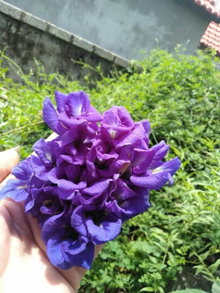 Hoa Đậu Biếc Sấy Khô 100g