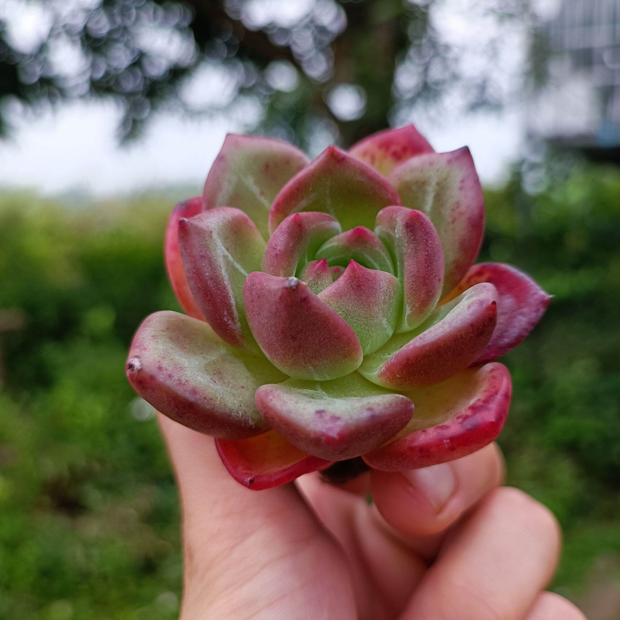Sale 50%-sen đá pha lê đỏ tròn mới lạ.