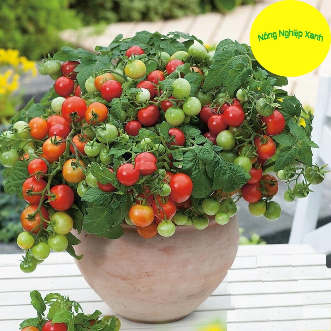 Hạt giống cà chua bi đỏ lùn f1 sai quả , dễ trồng