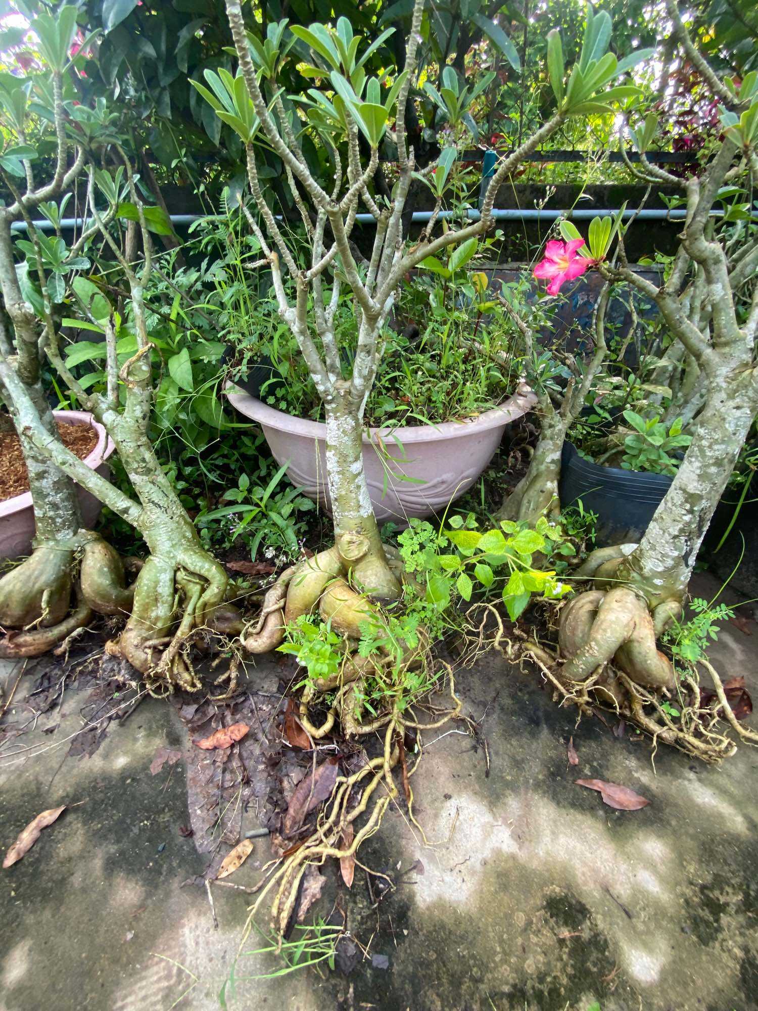 Củ Hoa Sứ Lớn màu đỏ ( gốc lớn đế 20-30 )