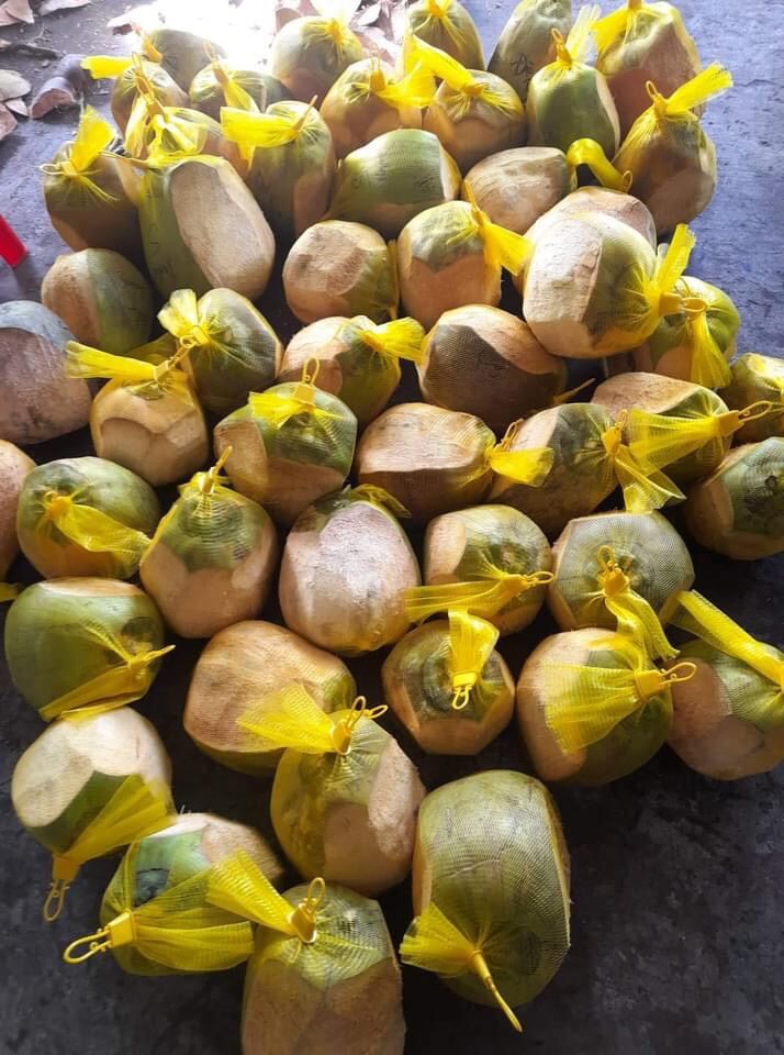 Dừa sáp đặc biệt từ 1.5-2kg