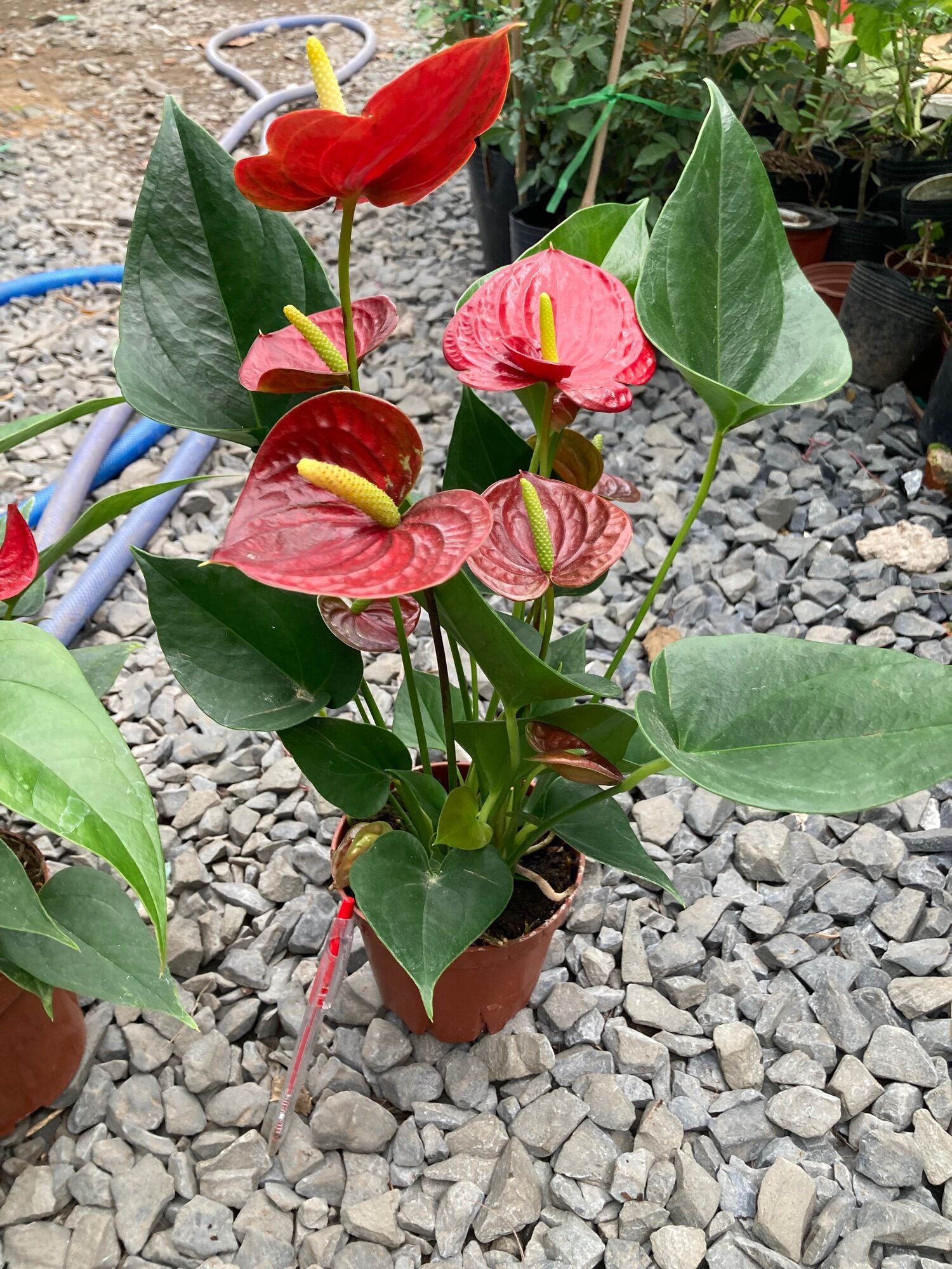 Cây hồng môn đỏ kép
