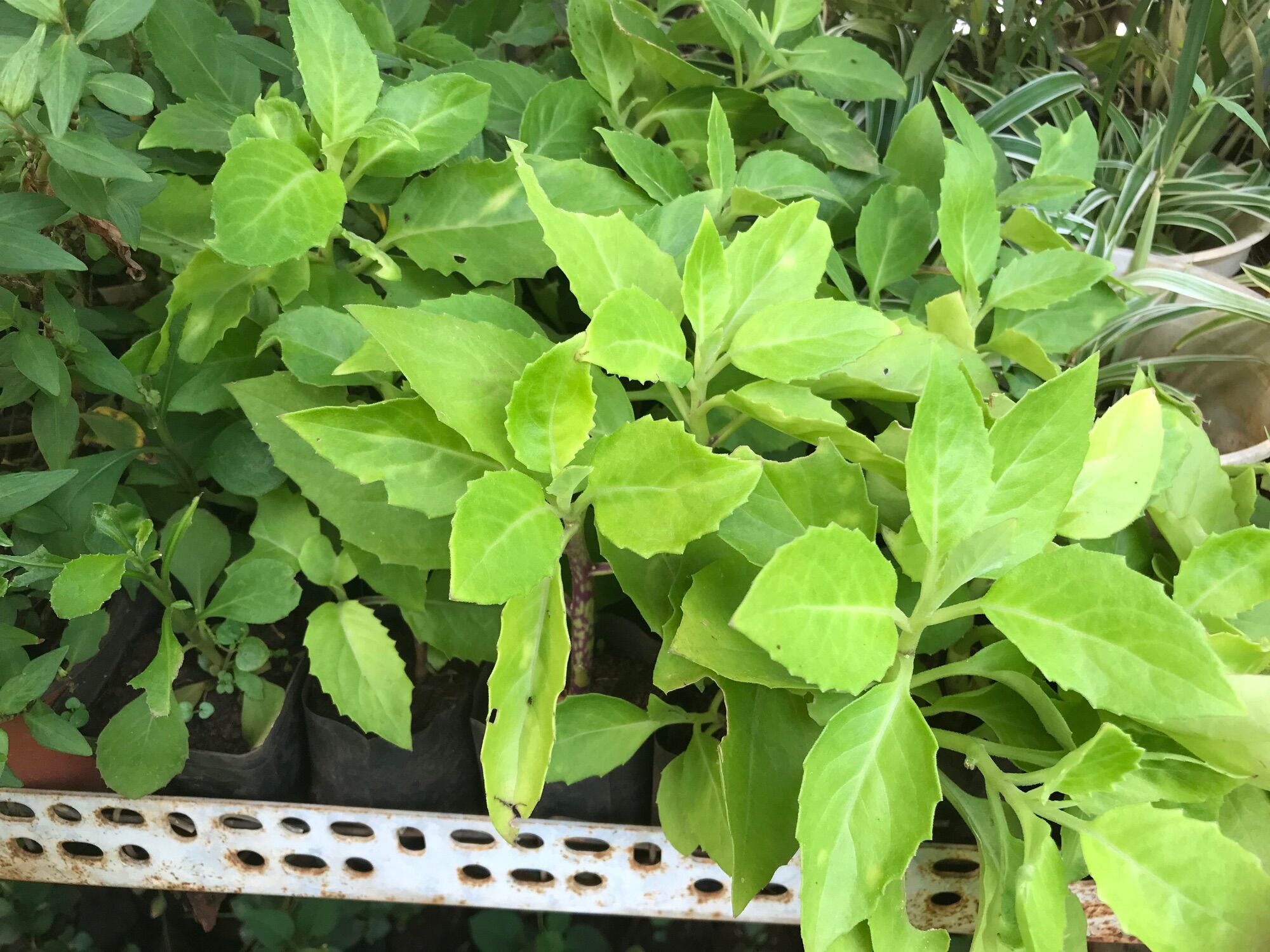 Cây Bầu đất giống