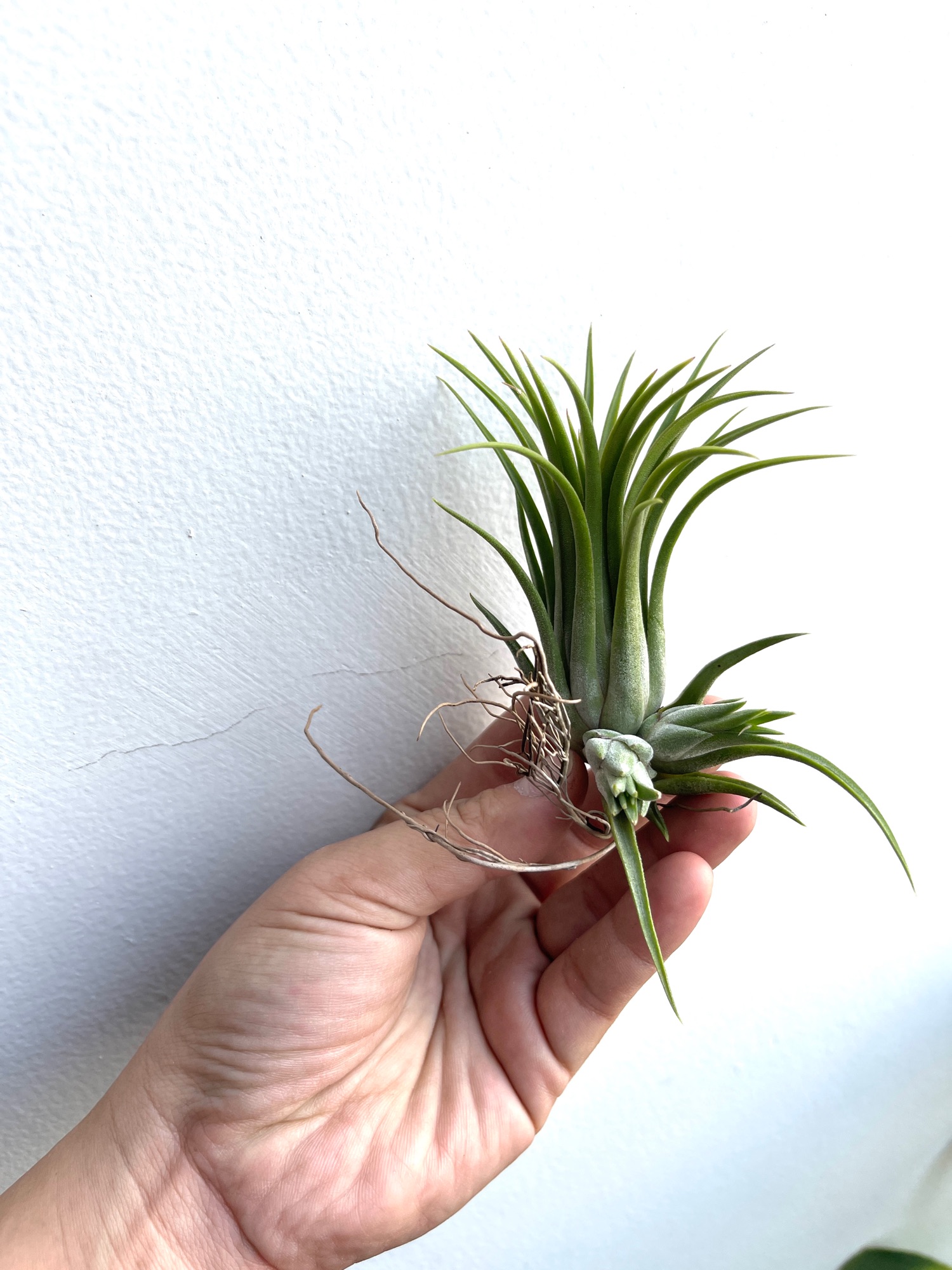 [HCM]Cây không khí ionantha cây lẻ