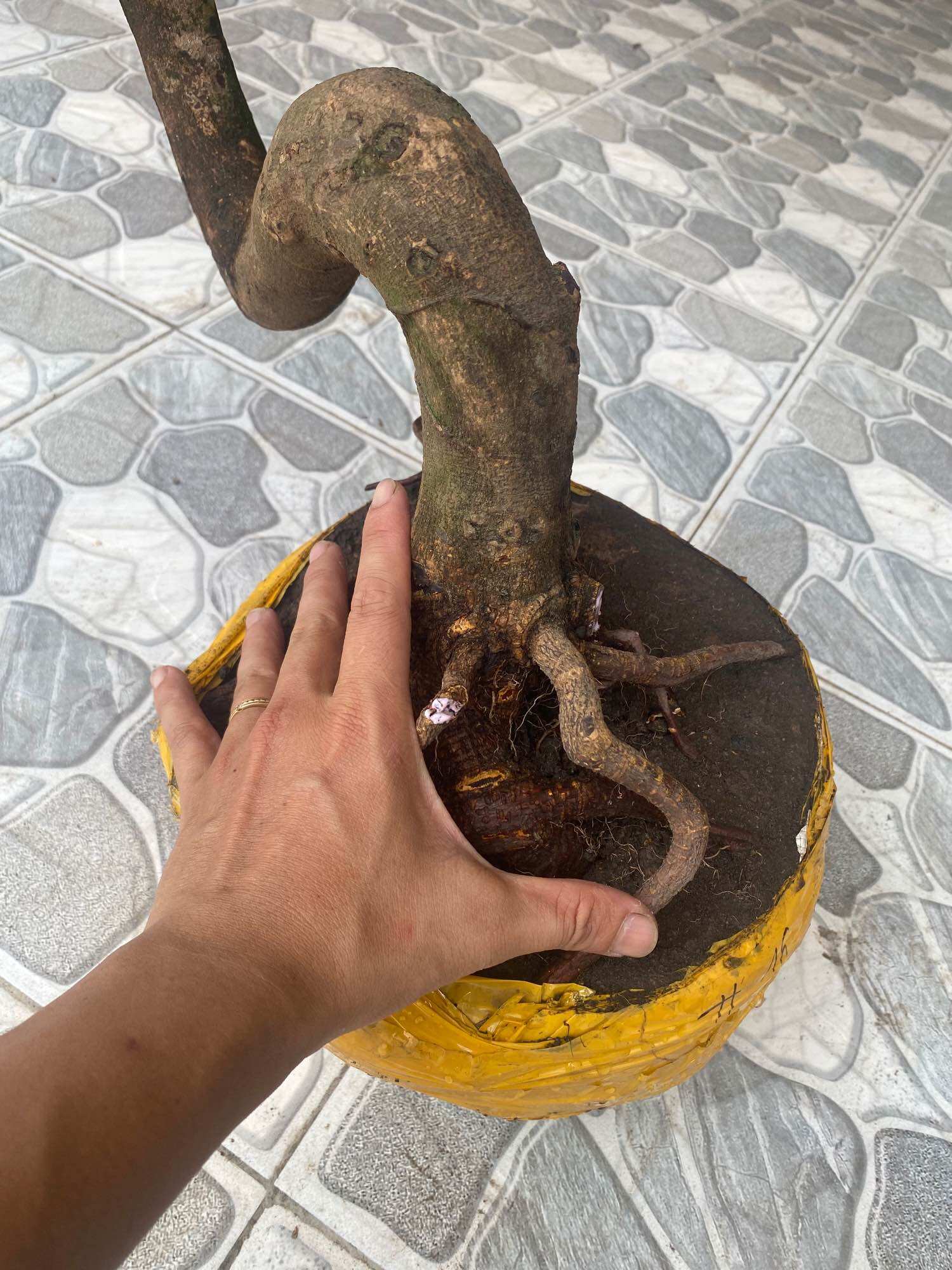 Phôi mai vàng dáng long ( như hình )